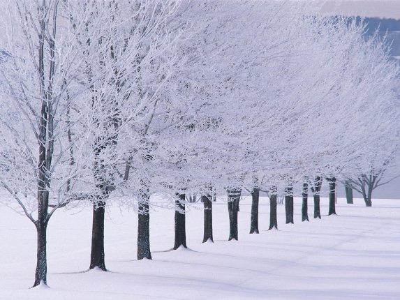 Stabla pod snijegom