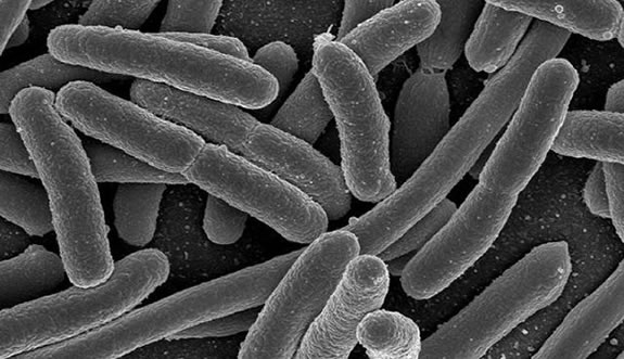 Bakterija ešerihija koli