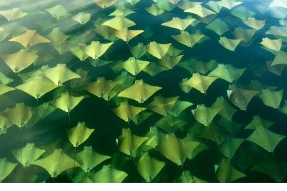 Fenomen u Meksickom zaljevu