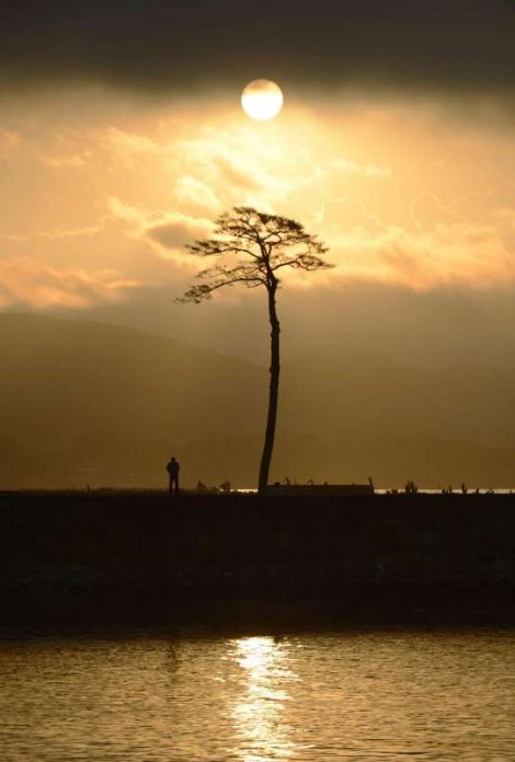 cudesni-bor-japan-preziveo-cunami