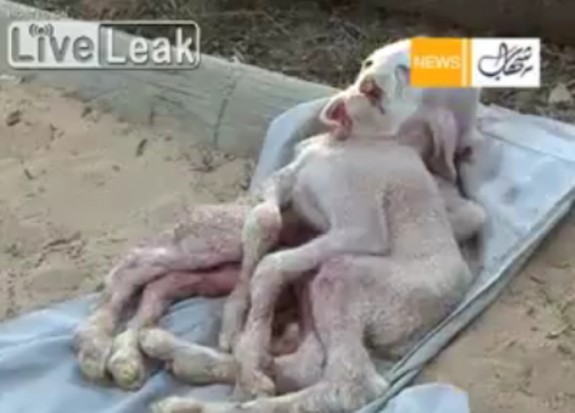 koza sa ljudskim licem i osam nogu