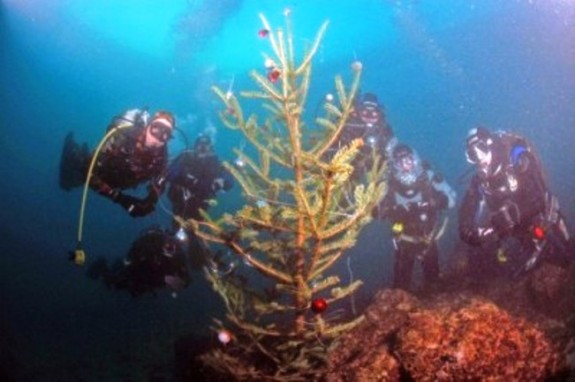 bozicno drvce- hutovo blato