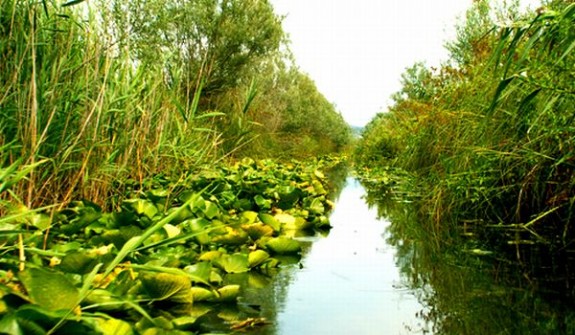 hutovo blato prije pozara