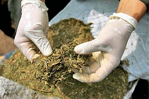 DROGA-MARIHUANA