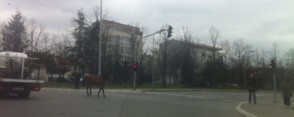 konja seta banjalukom