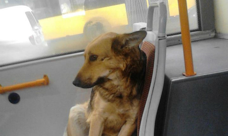 pas u trolejbusu