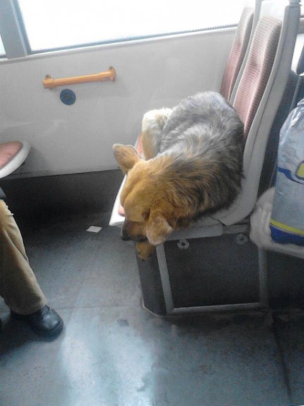 pas u trolejbusu2