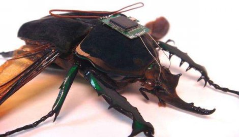 329617_mozak-01_f