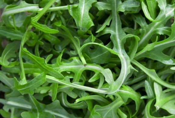 Rukola
