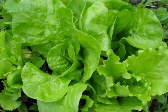 Zelena salata