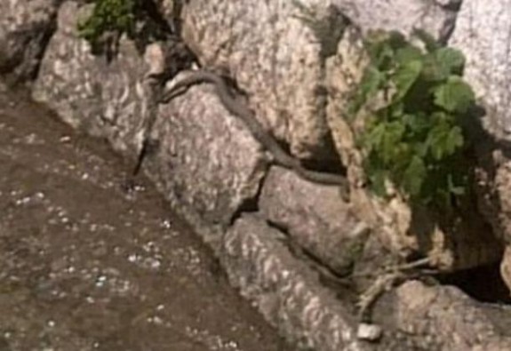 OtrovniceSarajevo