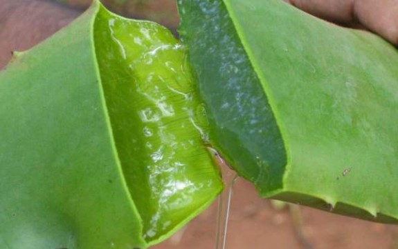 Aloe-Vera1