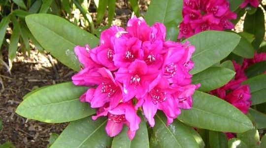 Azaleja (Rhododendron)