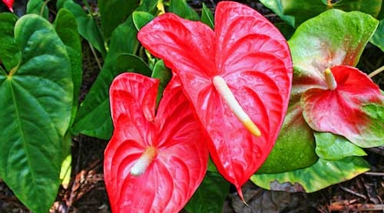 Flamingov cvijet (Anthurium)