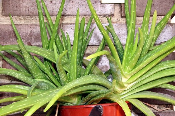 aloe-vera2