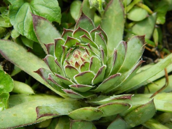 cuvarkuca