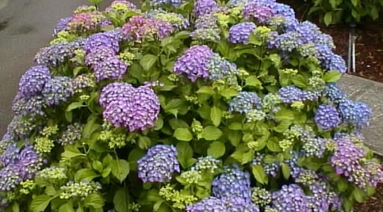 hydrangea