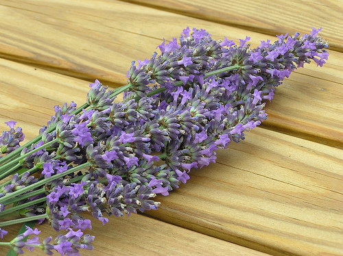 lavanda