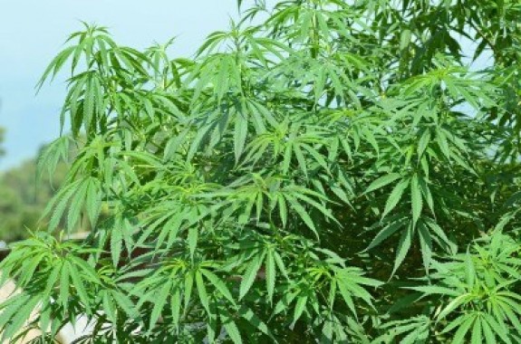marihuana
