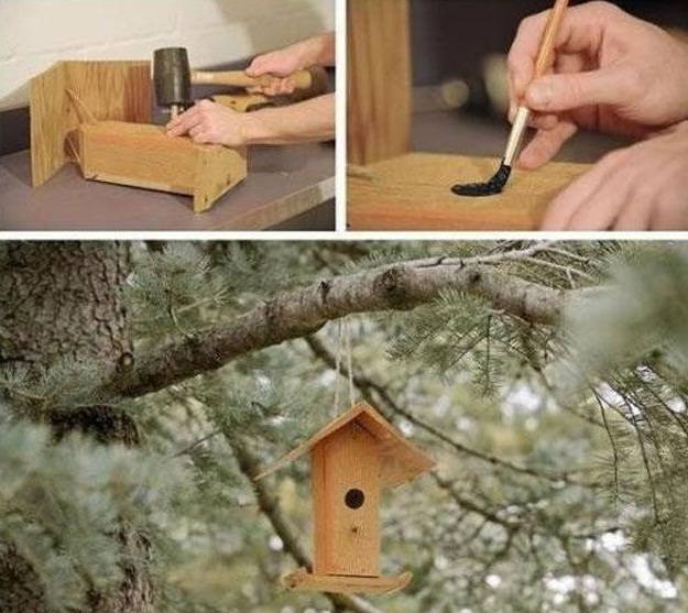 bird