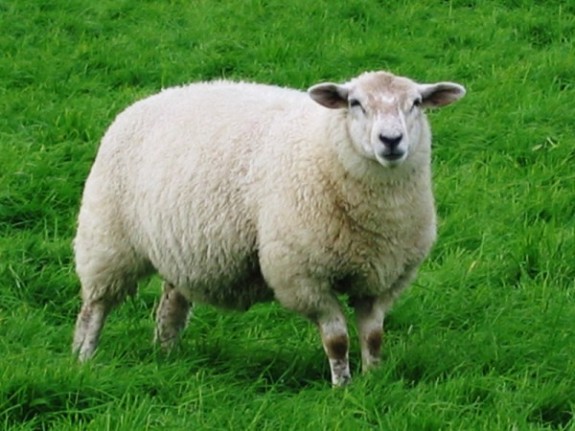 ovca