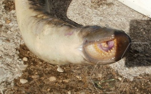 riba
