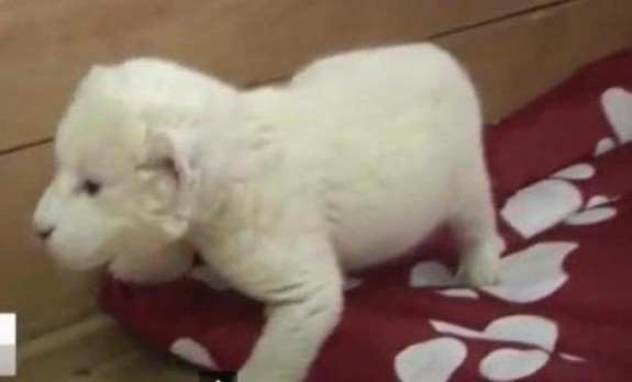 LAVICA-BIJELA-ZOO-BEOGRAD