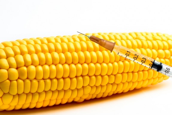 gmo kukuruz