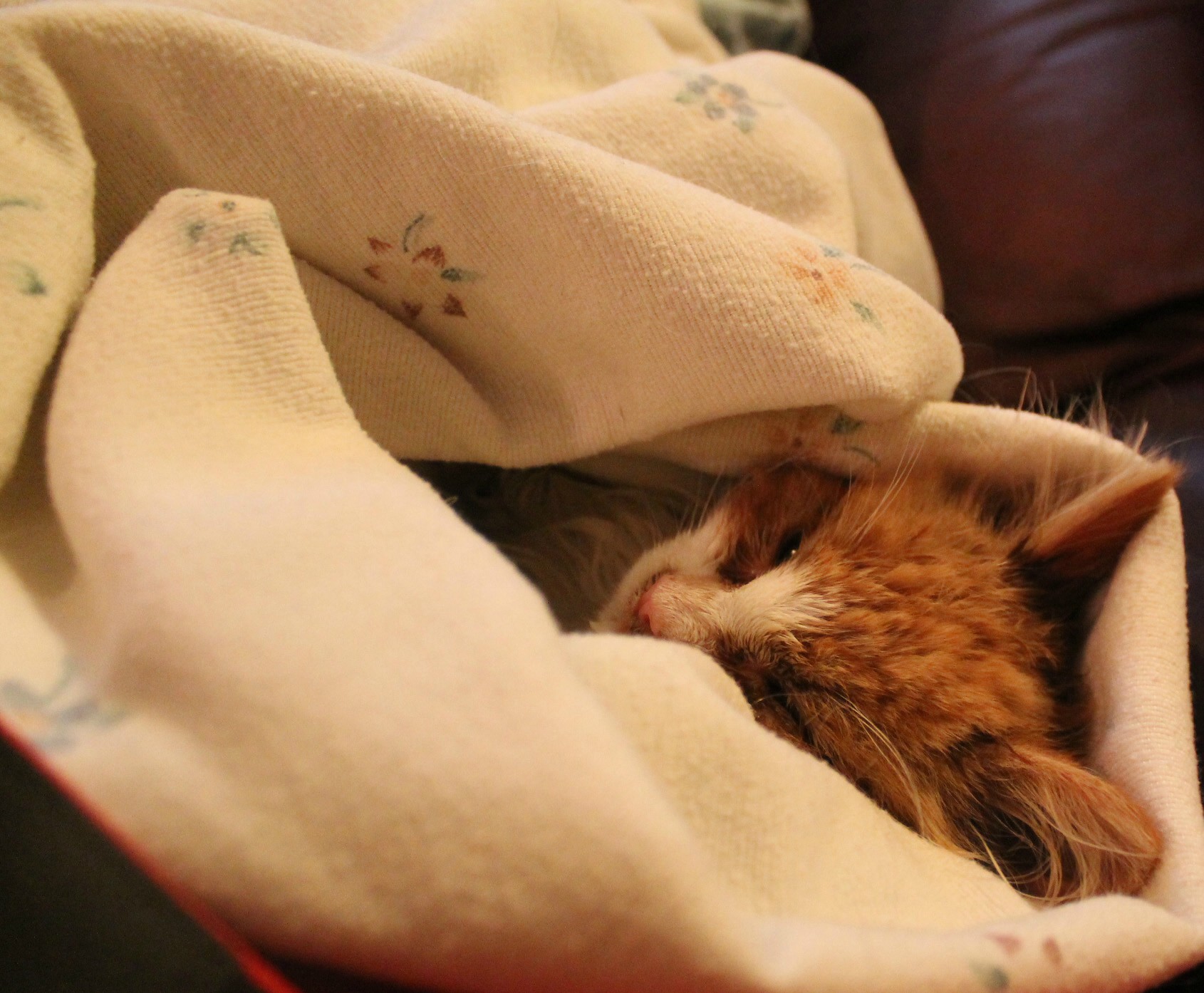 Под одеяльце. Кот в одеяле. Котенок под одеялом. Рыжий котенок под одеялом. Кот в пледе.