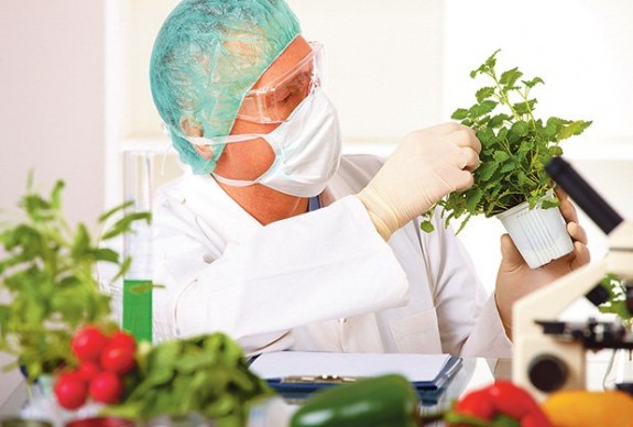 gmo-hrana-1382130513-383251
