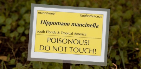 Hippomane mancinella