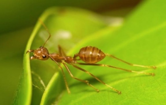 ant