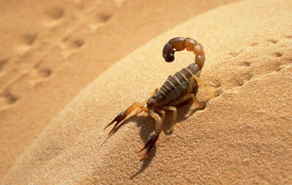 skorp