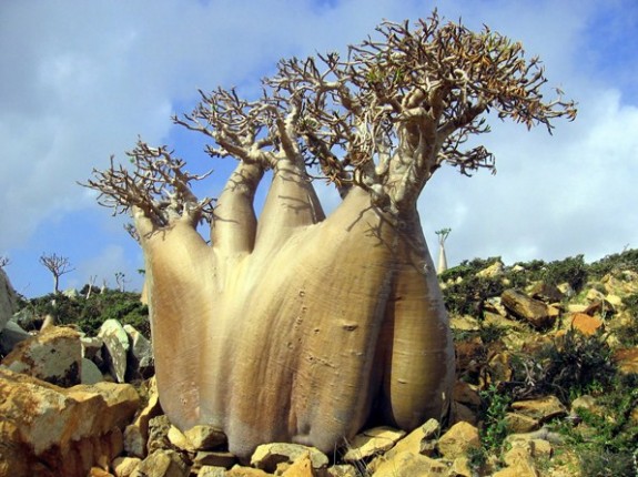 Ostrvo