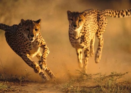 gepard