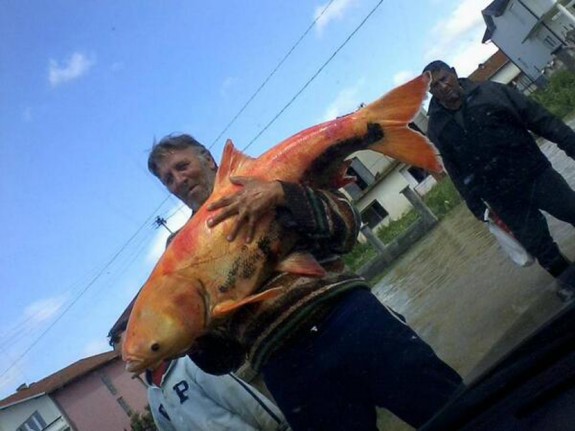 golden fish