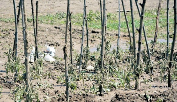 poplave unistena poljoprivreda