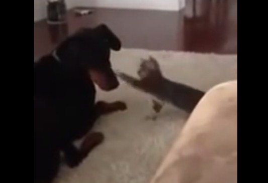 cat vs doberman