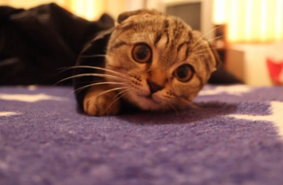 maca-u-rukavu-1403382518-39510