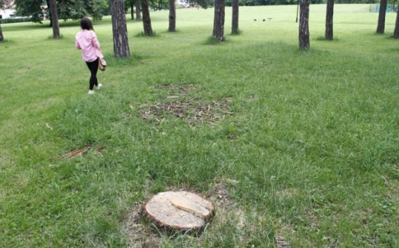 sijeku drva-park mladena stojanovica