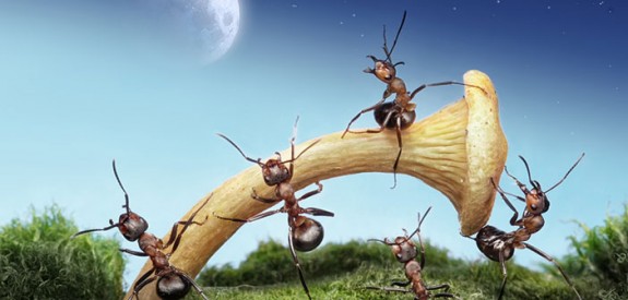 ant-tales-andre-pavlov-04