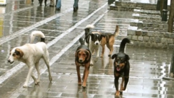 dogs