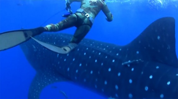 ronilac-sudar-ajkula-kit