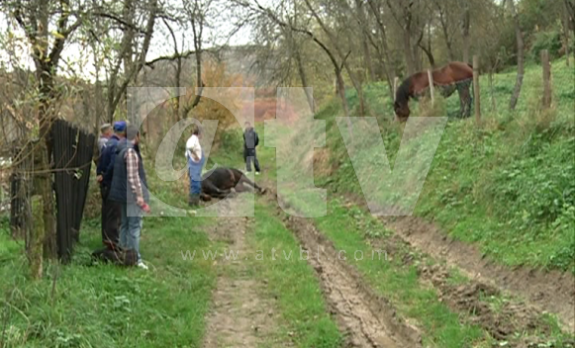 ubijena-kobila-debeljaci