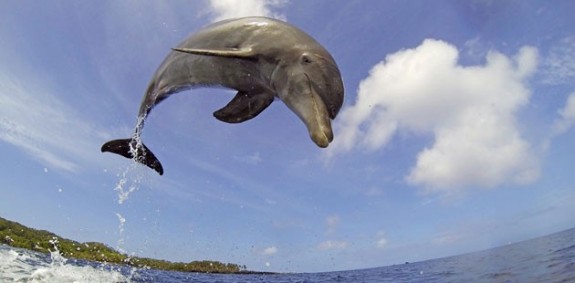 delfin-630x310