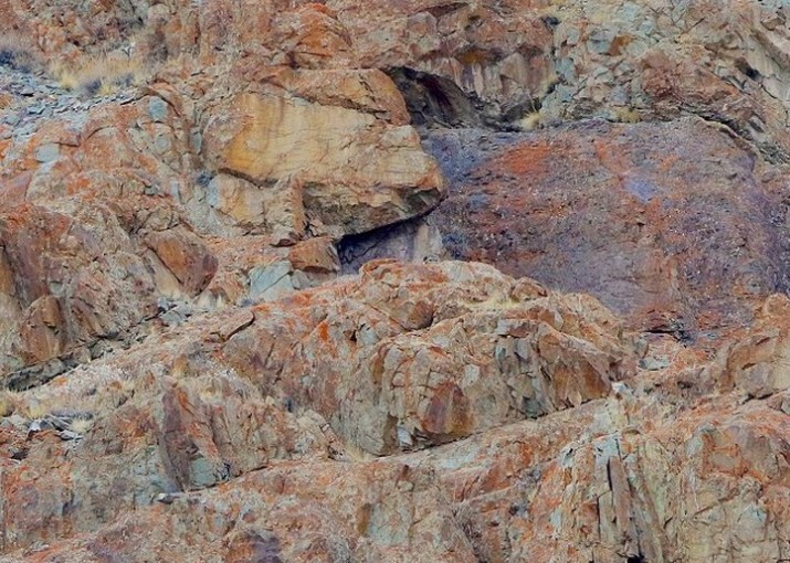leo1