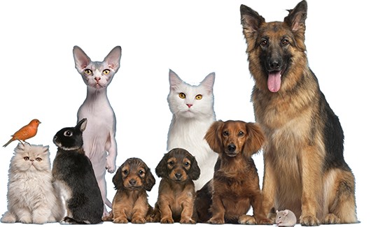 animals