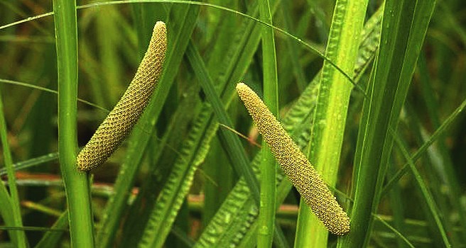 Acorus Calamus сырье. АИР болотный цветение. АИР болотный фото. Acorus Calamus на латинском растение. Аир практик