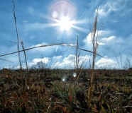 sunce