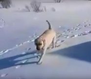 labrador